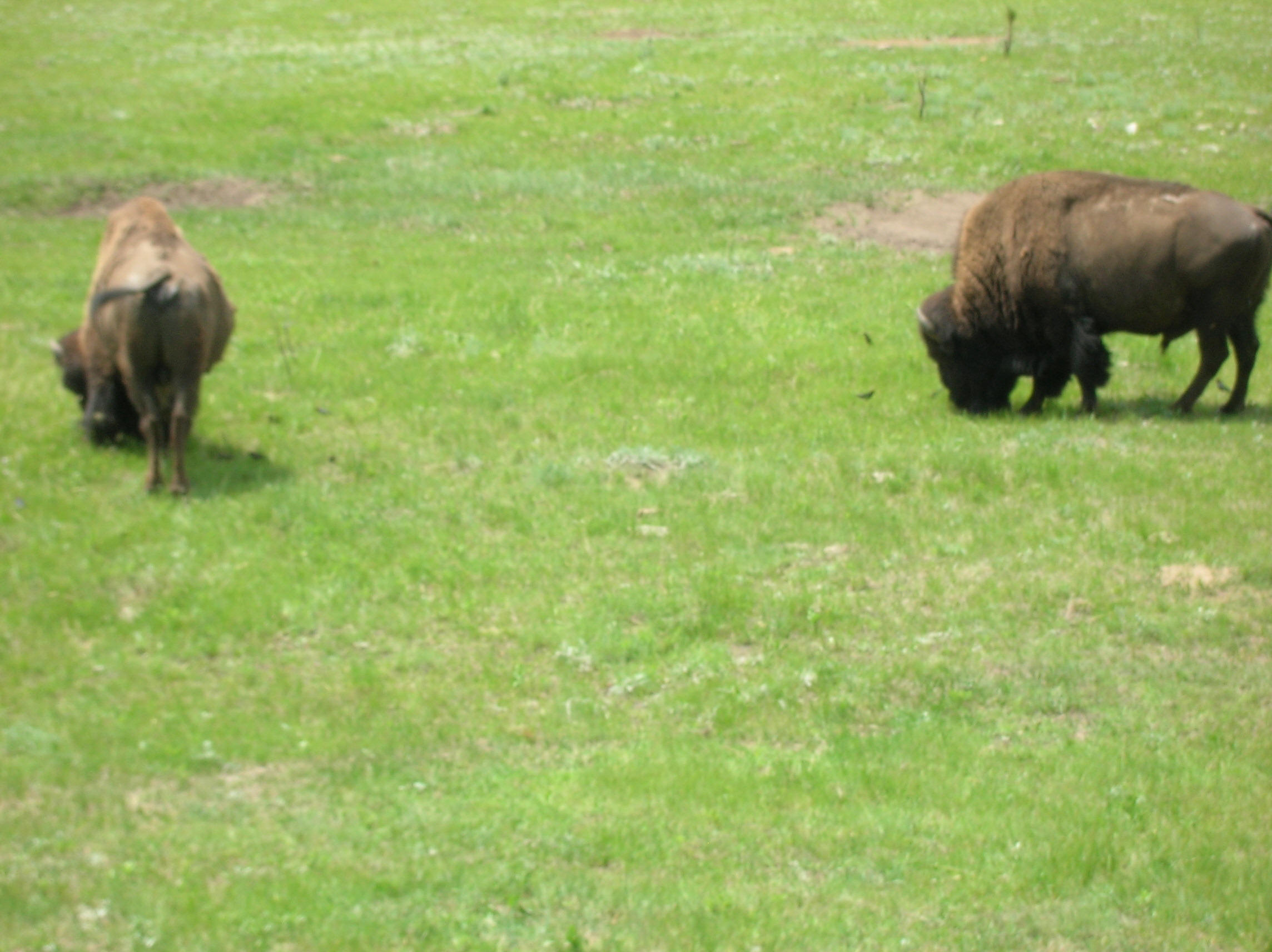 Ranch A field station dormitory and common areas