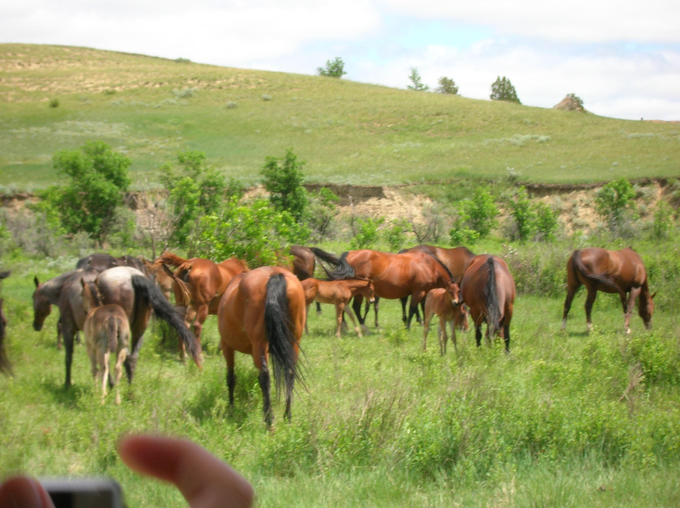 Field camp students hiking in the Black Hills near Ranch A